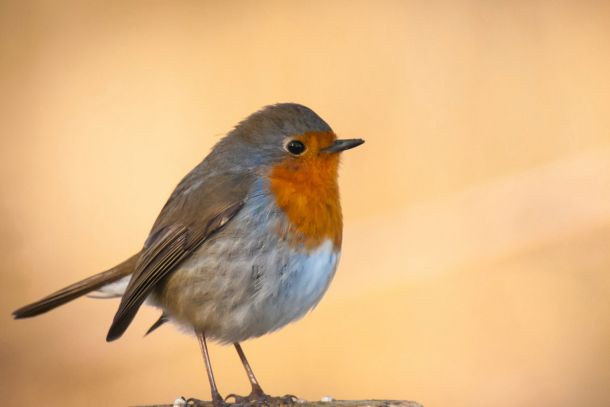 Glasløsninger kan gøres mere fuglevenlige